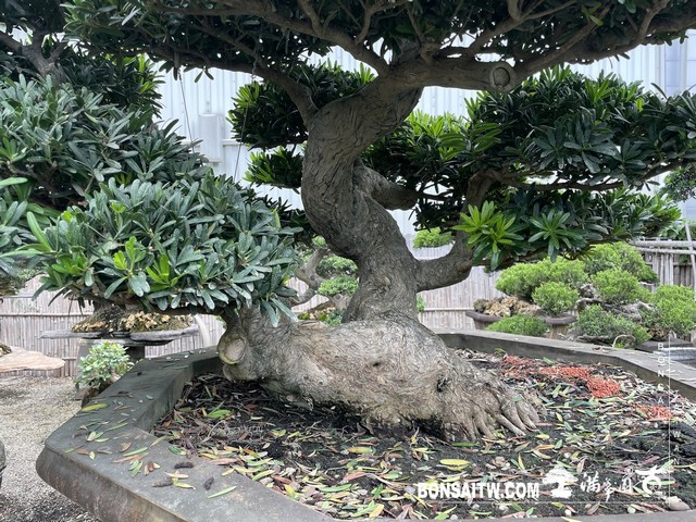 031 [羅漢松]等待，是為了下一次的蛻變(40) 盆栽(Bonsai)