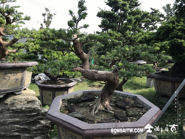 040 3 [晶鑽羅漢松]等待，是為了下一次的蛻變(38) 盆栽(Bonsai)