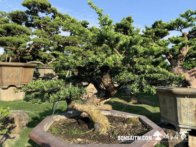 142 1 [晶鑽羅漢松]等待，是為了下一次的蛻變(42) 盆栽(Bonsai)