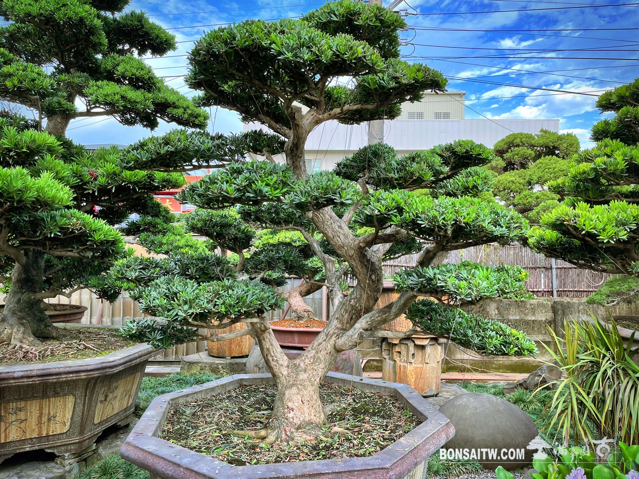 Enlight1904 晶鑽羅漢松超大型盆景