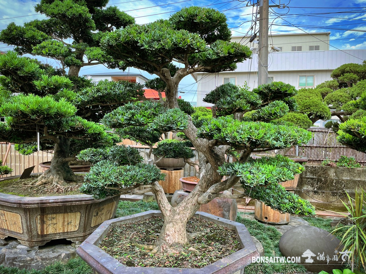 Enlight1905 晶鑽羅漢松超大型盆景