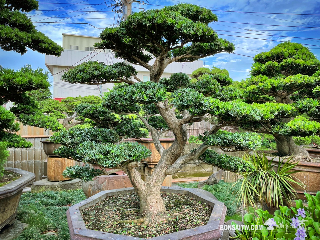 Enlight1907 晶鑽羅漢松超大型盆景