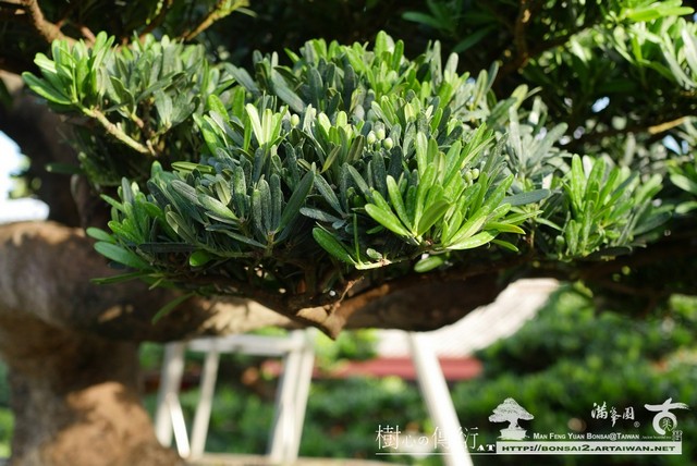 P1010734 [羅漢松]等待，是為了下一次的蛻變(41) 蛻變專題(The plan)