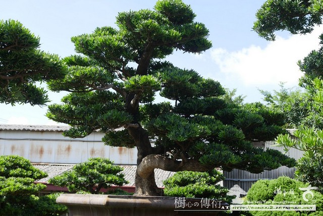 P1010817 [羅漢松]等待，是為了下一次的蛻變(41) 蛻變專題(The plan)