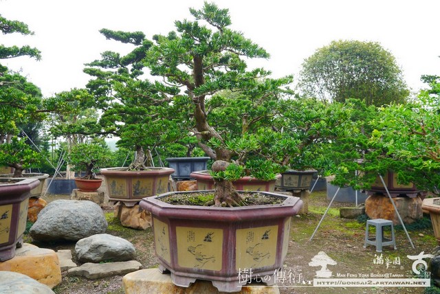 P1100963 [羅漢松]等待，是為了下一次的蛻變(41) 蛻變專題(The plan)