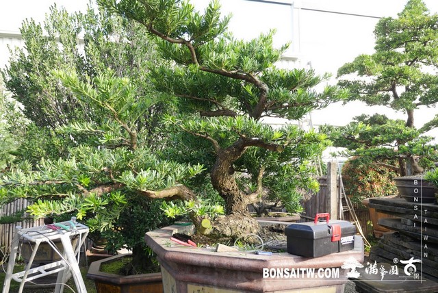 P1210584 [羅漢松]等待，是為了下一次的蛻變(40) 盆栽(Bonsai)