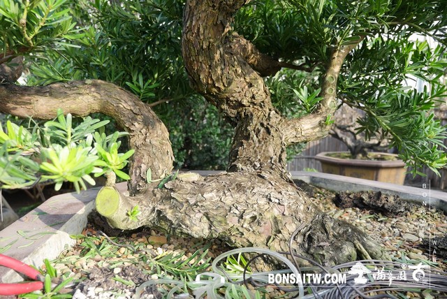P1210587 [羅漢松]等待，是為了下一次的蛻變(40) 盆栽(Bonsai)