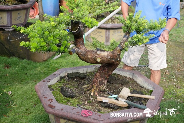 P1210814 [晶鑽羅漢松]等待，是為了下一次的蛻變(38) 盆栽(Bonsai)