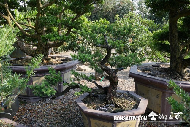 P1240271 [晶鑽羅漢松]等待，是為了下一次的蛻變(39) 盆栽(Bonsai)