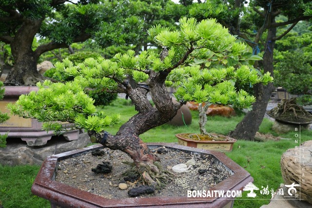 P1290682 1 [晶鑽羅漢松]等待，是為了下一次的蛻變(42) 盆栽(Bonsai)