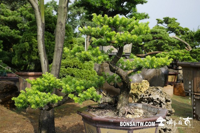 P1310212 [晶鑽羅漢松]等待，是為了下一次的蛻變(39) 盆栽(Bonsai)
