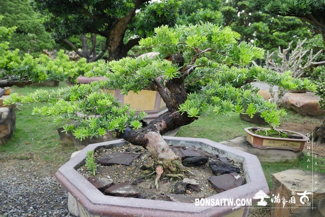 P1370386 1 [晶鑽羅漢松]等待，是為了下一次的蛻變(42) 盆栽(Bonsai)