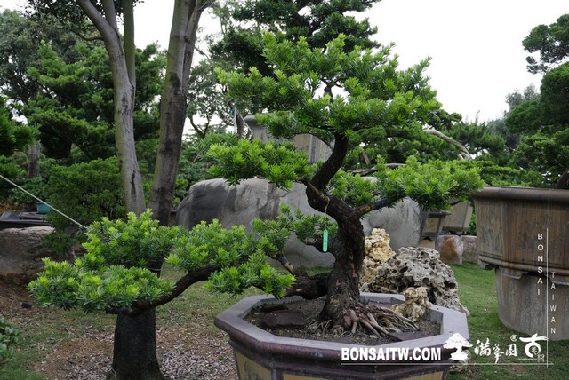 P1370390 [晶鑽羅漢松]等待，是為了下一次的蛻變(39) 盆栽(Bonsai)