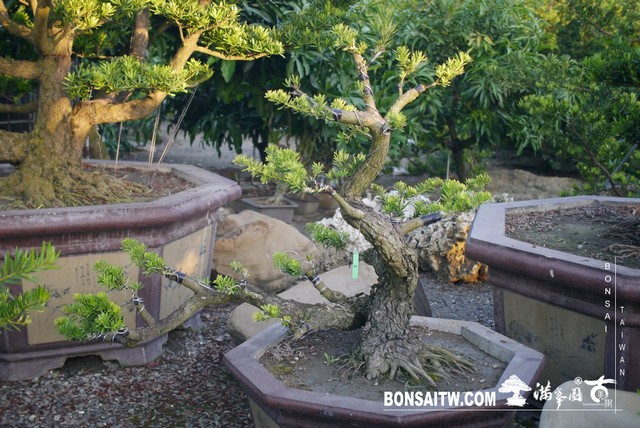 P1450139 [晶鑽羅漢松]等待，是為了下一次的蛻變(39) 盆栽(Bonsai)