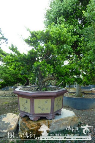 P1560169 [羅漢松]等待，是為了下一次的蛻變(41) 蛻變專題(The plan)