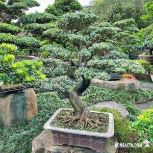 晶鑽羅漢松盆景