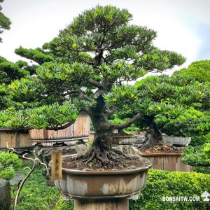 蘭嶼羅漢松盆景