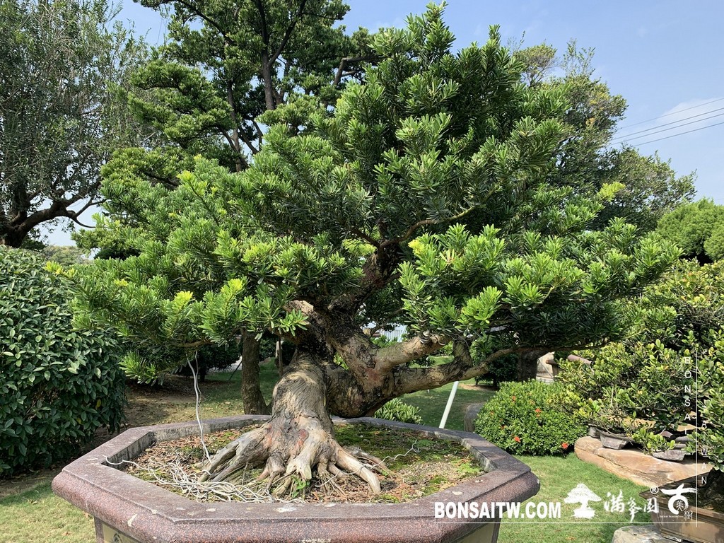 029 3 [晶鑽羅漢松]等待，是為了下一次的蛻變(50) 盆栽(Bonsai)