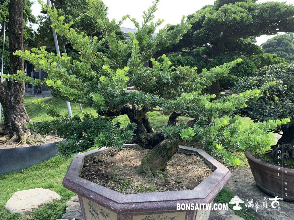 032 [晶鑽羅漢松]等待，是為了下一次的蛻變(52) 盆栽(Bonsai)