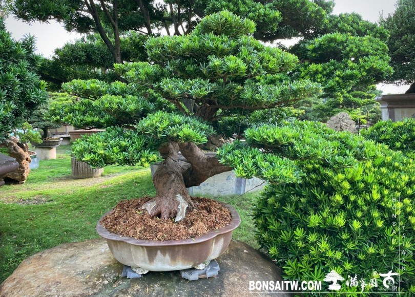 Enlight2045 [晶鑽羅漢松]等待，是為了下一次的蛻變(50) 盆栽(Bonsai)