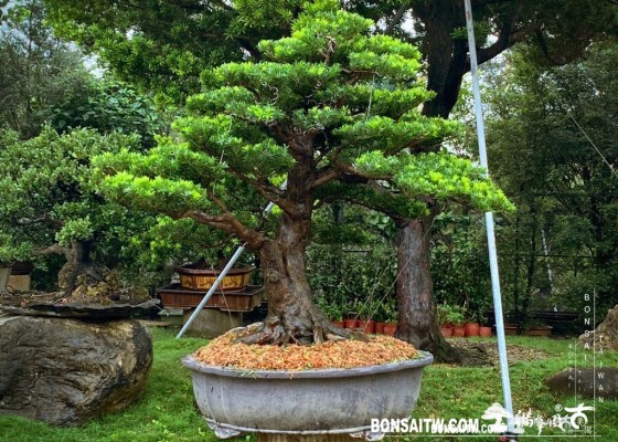 Enlight2052 [晶鑽羅漢松]等待，是為了下一次的蛻變(53) 晶鑽羅漢松(diamond)