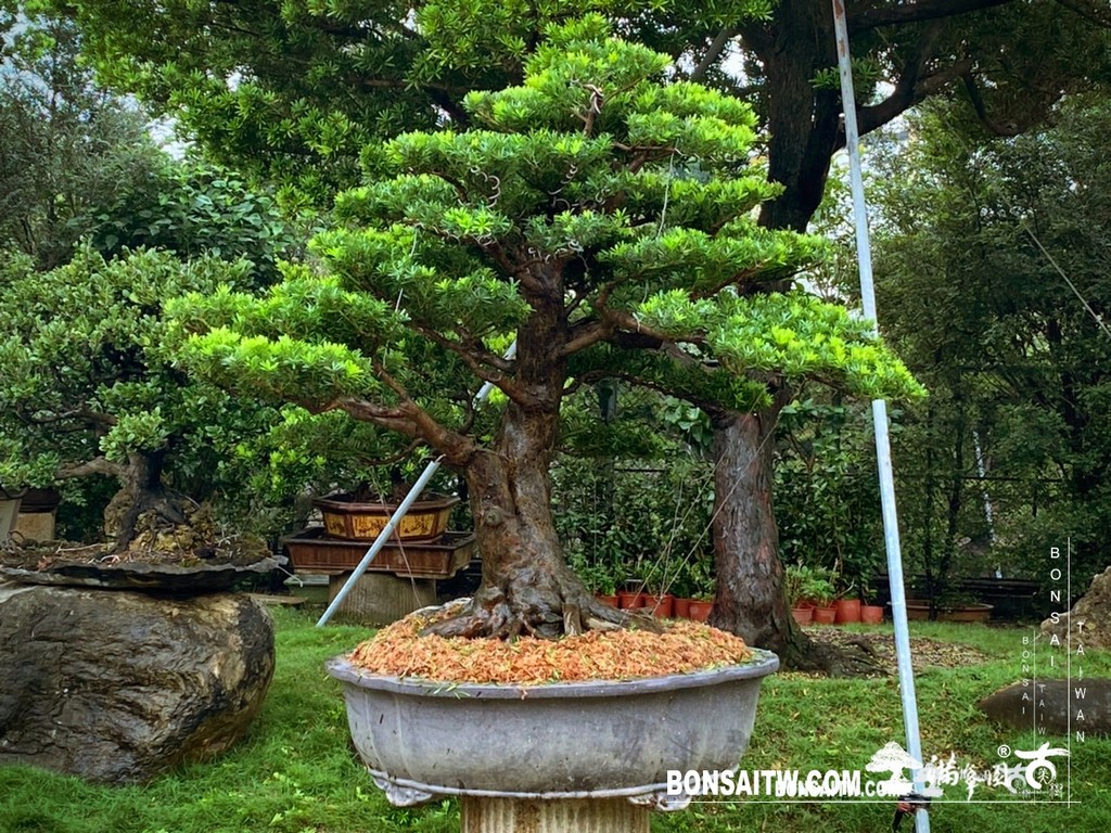 Enlight2052 [晶鑽羅漢松]等待，是為了下一次的蛻變(53) 盆栽(Bonsai)