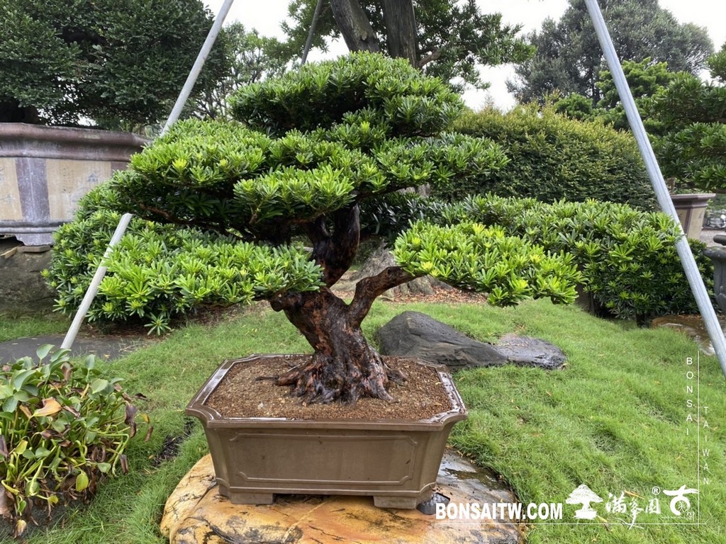 IMG 3849 [晶鑽羅漢松]等待，是為了下一次的蛻變(51) 盆栽(Bonsai)