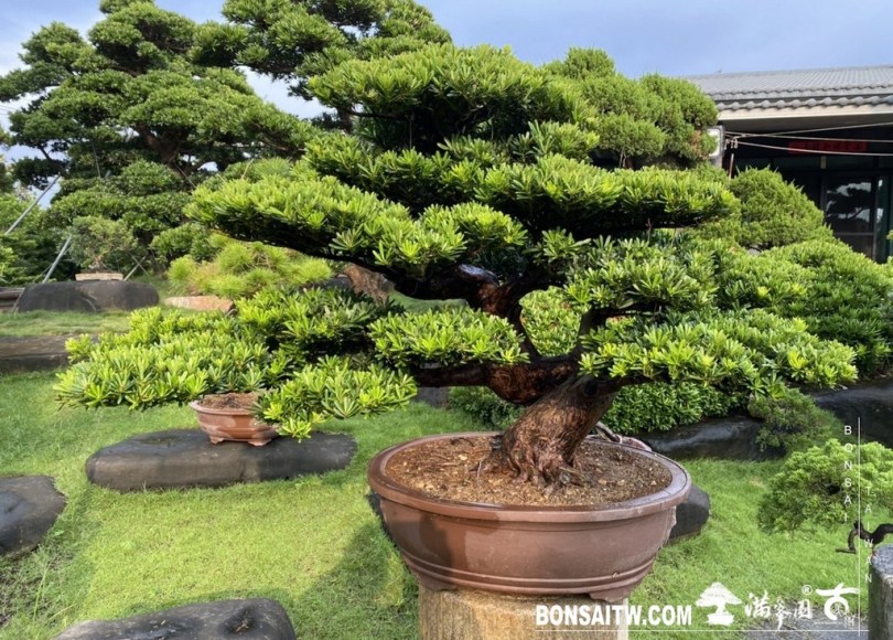 IMG 9811 [晶鑽羅漢松]等待，是為了下一次的蛻變(52) 盆栽(Bonsai)