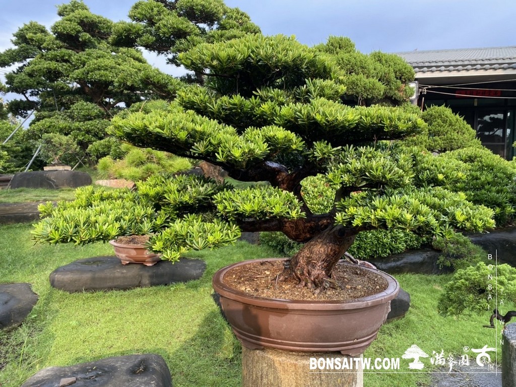 IMG 9811 [晶鑽羅漢松]等待，是為了下一次的蛻變(52) 盆栽(Bonsai)