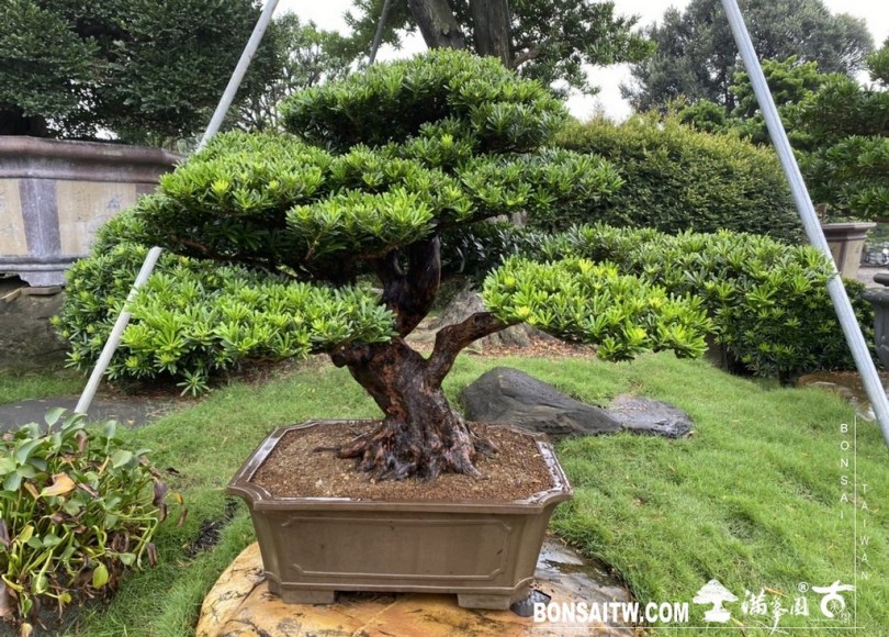 IMG 9813 [晶鑽羅漢松]等待，是為了下一次的蛻變(51) 盆栽(Bonsai)