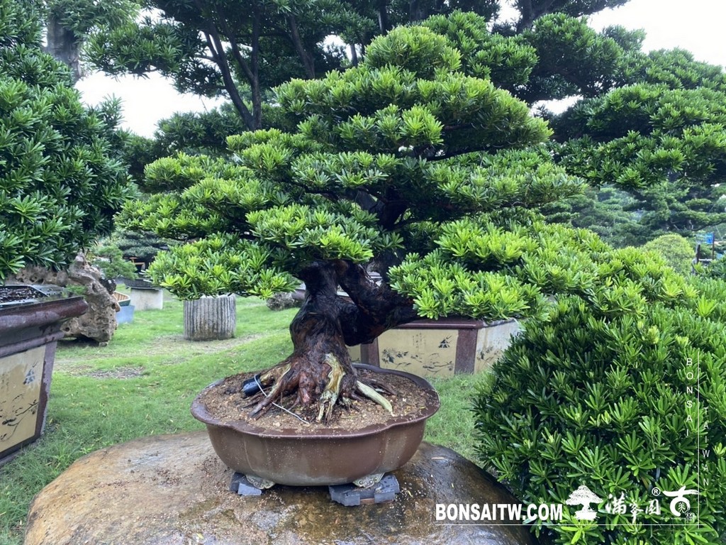 IMG 9814 [晶鑽羅漢松]等待，是為了下一次的蛻變(50) 盆栽(Bonsai)