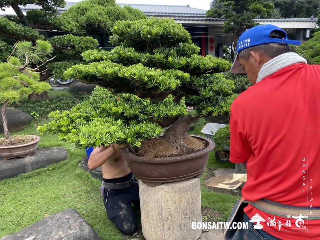 IMG 9815 [晶鑽羅漢松]等待，是為了下一次的蛻變(52) 盆栽(Bonsai)