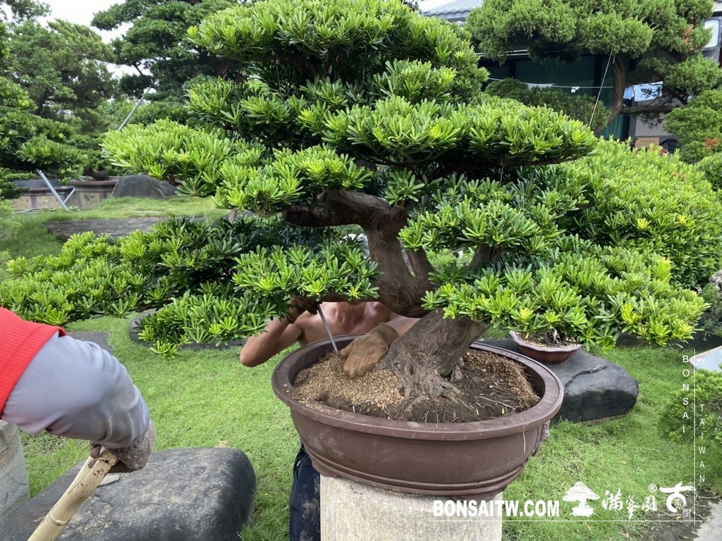 IMG 9816 [晶鑽羅漢松]等待，是為了下一次的蛻變(52) 盆栽(Bonsai)