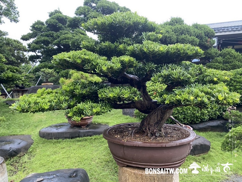 IMG 9822 [晶鑽羅漢松]等待，是為了下一次的蛻變(52) 盆栽(Bonsai)