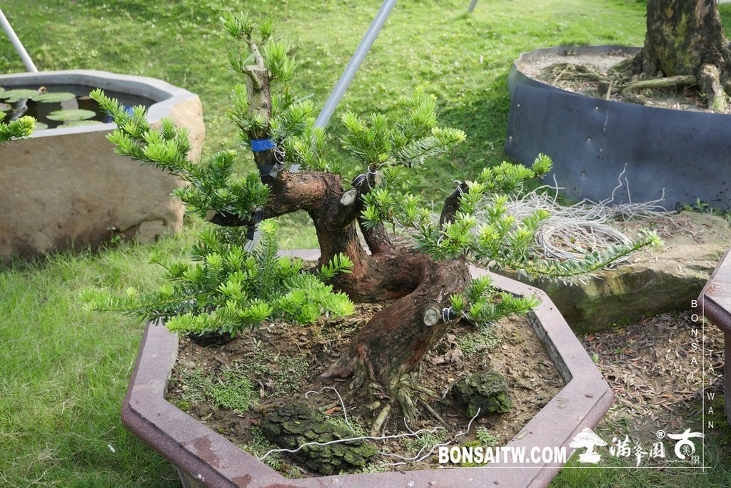 P1210799 [晶鑽羅漢松]等待，是為了下一次的蛻變(52) 盆栽(Bonsai)