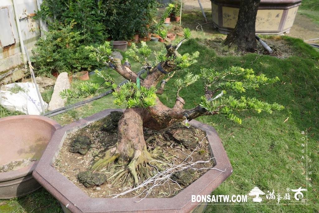 P1220773 [晶鑽羅漢松]等待，是為了下一次的蛻變(50) 盆栽(Bonsai)