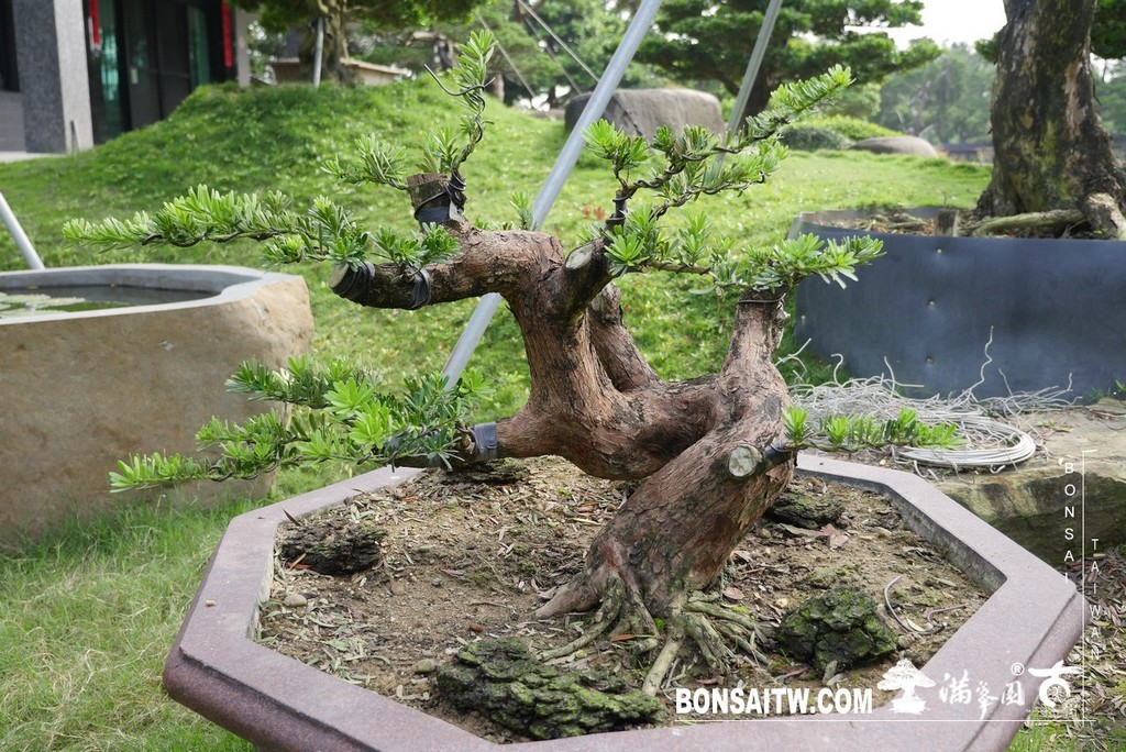 P1220774 [晶鑽羅漢松]等待，是為了下一次的蛻變(52) 盆栽(Bonsai)