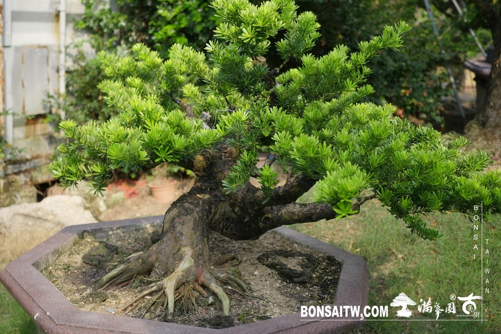 P1310292 [晶鑽羅漢松]等待，是為了下一次的蛻變(50) 盆栽(Bonsai)
