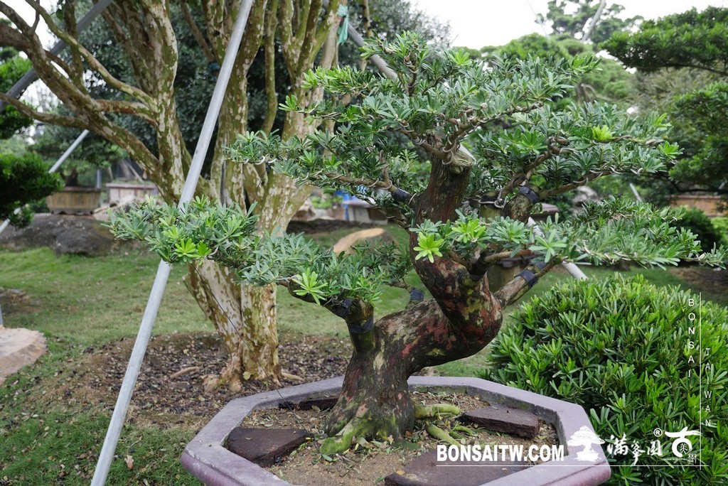 P1370419 [晶鑽羅漢松]等待，是為了下一次的蛻變(51) 盆栽(Bonsai)