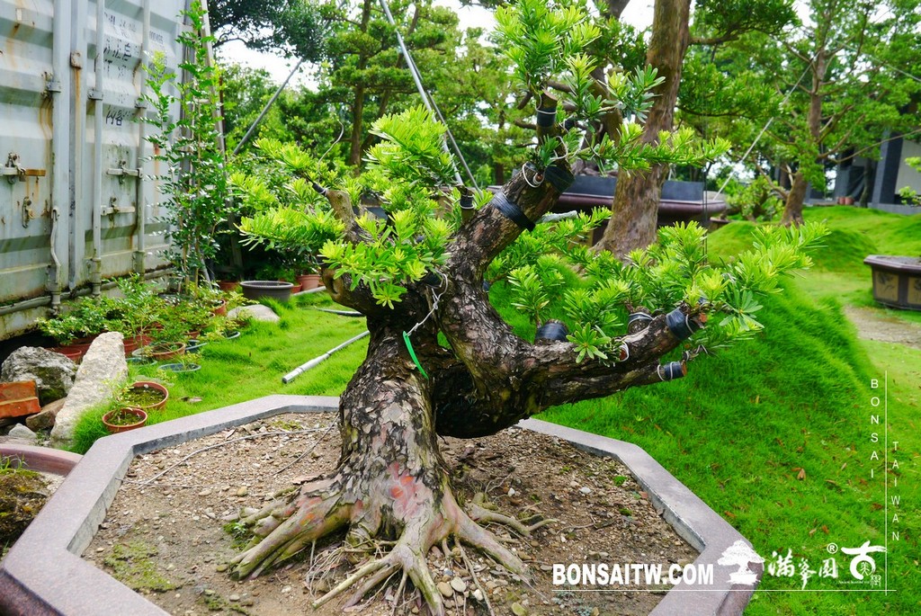 P1430813 [晶鑽羅漢松]等待，是為了下一次的蛻變(50) 盆栽(Bonsai)