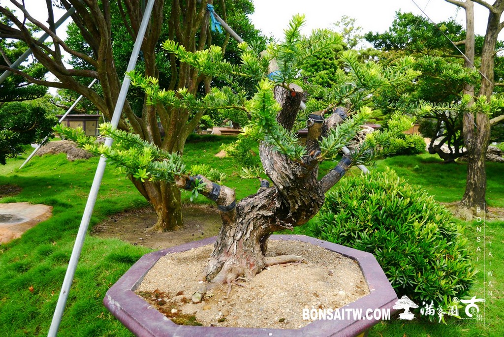 P1430820 [晶鑽羅漢松]等待，是為了下一次的蛻變(51) 盆栽(Bonsai)