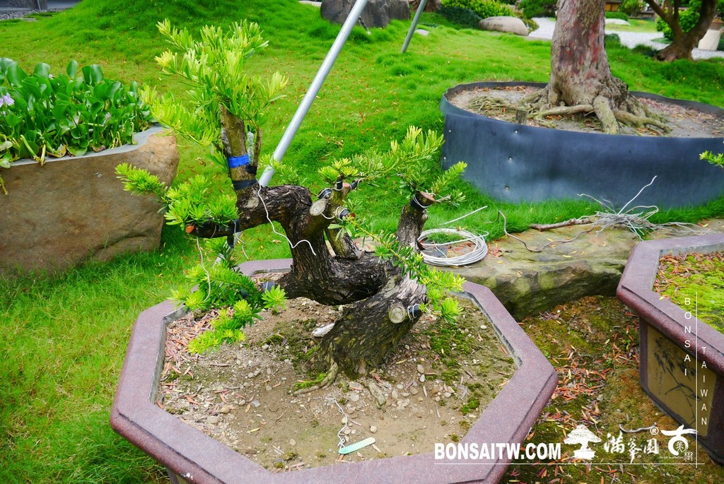 P1440100 [晶鑽羅漢松]等待，是為了下一次的蛻變(52) 盆栽(Bonsai)