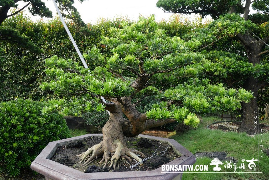 P1790300 [晶鑽羅漢松]等待，是為了下一次的蛻變(50) 盆栽(Bonsai)