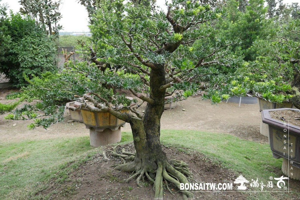 P1820847 [晶鑽羅漢松]等待，是為了下一次的蛻變(53) 盆栽(Bonsai)