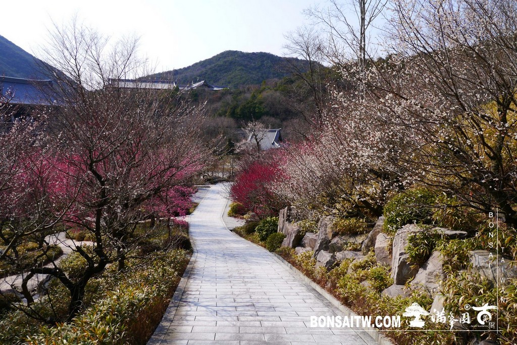P1370580 [日本庭園]念佛宗無量壽寺．兵庫縣(4)