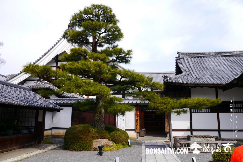 P1390555 [日本庭園]大覺寺．京都(1)