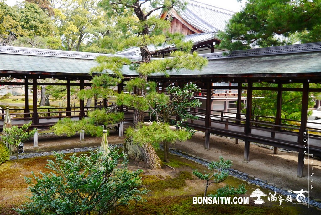 P1390725 [日本庭園]大覺寺．京都(2)