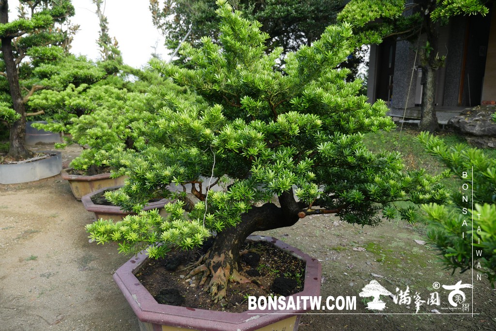 001 [晶鑽羅漢松]等待，是為了下一次的蛻變(69) 盆栽(Bonsai)