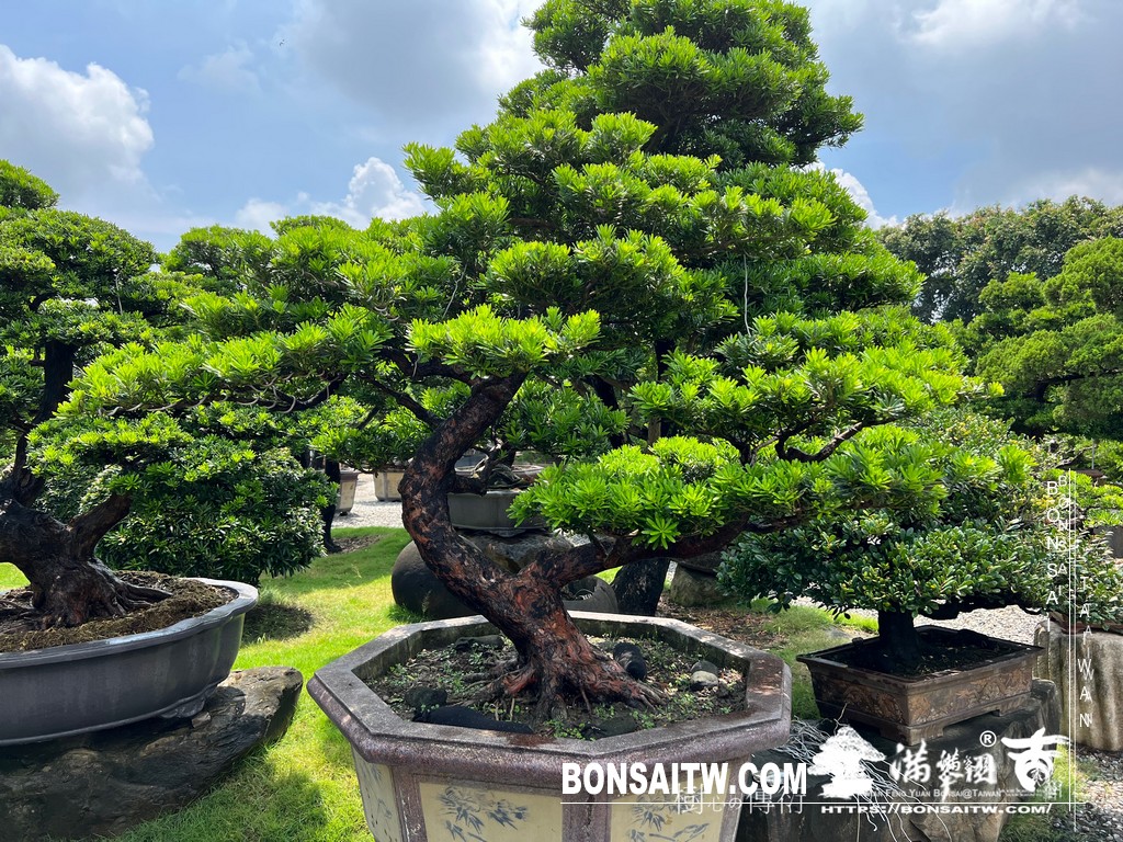001 21 [晶鑽羅漢松]等待，是為了下一次的蛻變(67) 盆栽(Bonsai)