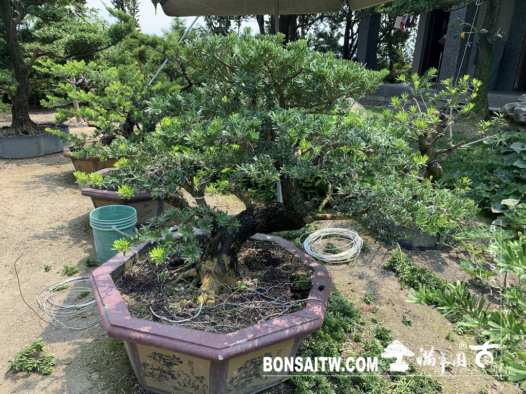 001 3 [晶鑽羅漢松]等待，是為了下一次的蛻變(69) 盆栽(Bonsai)